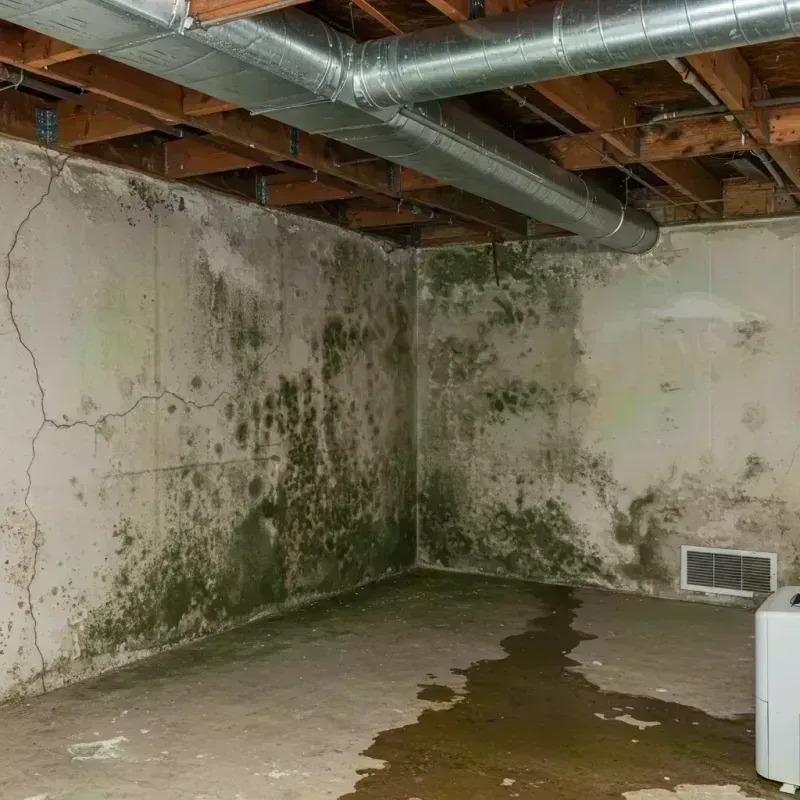 Professional Mold Removal in Niceville, FL